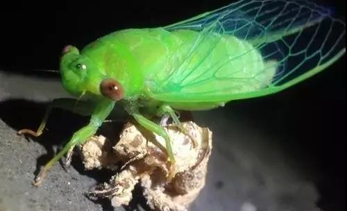 1527491485665191.jpg 11.jpg